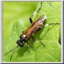 Macrophya duodecimpunctata - Blattwespe 02.jpg